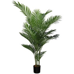 Areca palm 185 cm