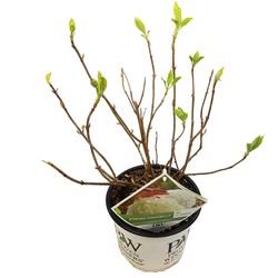 Hello Plants Hydrangea Arborescens Strong Annabelle Hortensia - Wit - Ø 19 cm - Hoogte: 30 cm