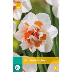 Narcissus Replete