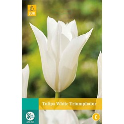 3 stuks - Tulipa White Triumphator 5 bollen