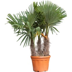 Chinese waaierpalm triple stam Trachycarpus Fortunei 160 cm