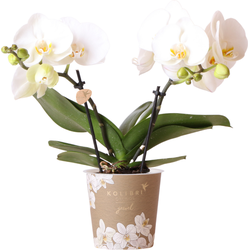 Kolibri Orchids | witte Phalaenopsis orchidee - Jewel Greenland - potmaat Ø9cm - 30cm hoog | bloeiende kamerplant - vers van de kweker