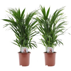 Dypsis Lutescens - Set van 2 - Areca - Goudpalm - Pot 17cm - Hoogte 60-70cm