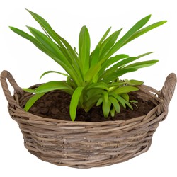 Mega Collections Planten/bloemen mand Levi - rotan - laag - D35 x H13 cm - plantenpot voor buiten - Plantenpotten