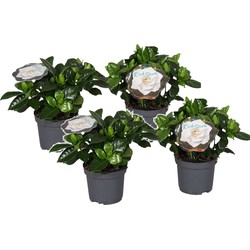 Gardenia Jasminoides - Set van 4 - Jasmijn - Pot 13cm - Hoogte 20-30cm