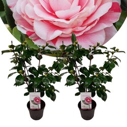 Camellia japonica 'Bonomiana' - Set de 2 - Japanse roos - ⌀15cm - Hoogte 50-60cm