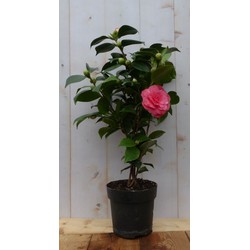 Camelia roze 50 cm