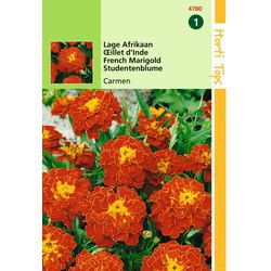 2 stuks - Tagetes Patula Nana Carmen