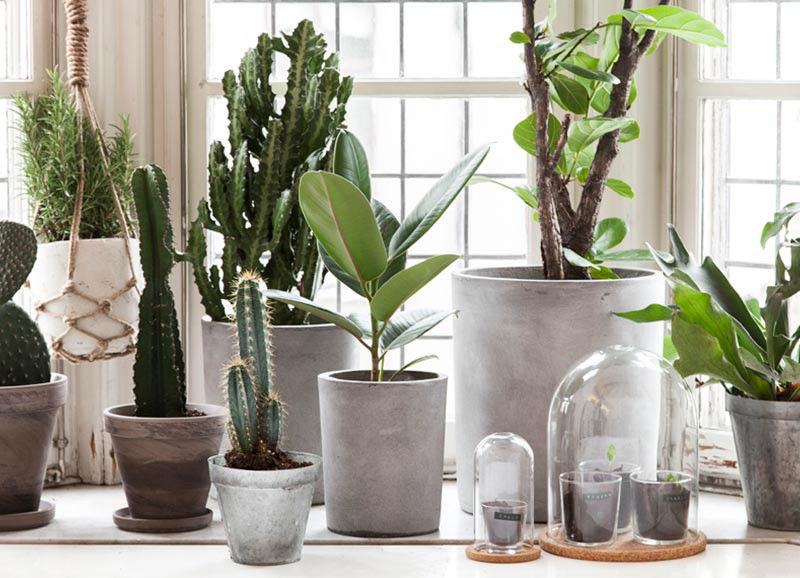 Samenwonen met planten en bloemen