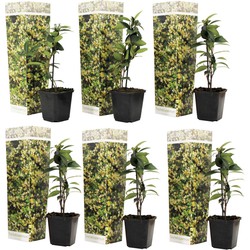 Toscaanse Jasmijn - Set van 6 - Geel - Tuinplanten - Pot 9cm - Hoogte 25-40cm