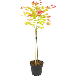 Japanse Esdoorn - Acer palmatum 'Moonrise' - Hoogte 80-90cm - ⌀19cm