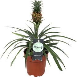 Choice of Green - Bromelia Ananasplant - Hoogte 40 cm - Diameter pot 12 cm