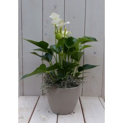 Flamingoplant Anthurium wit in taupe pot 40 cm