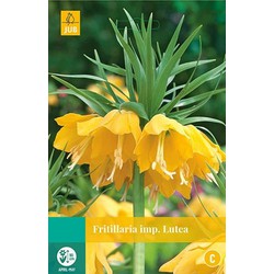 3 stuks - Fritillaria imp. Lutea 1 bollen