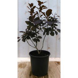 Cotinus Pruikenboom rood 40 cm
