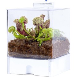 Floraya - Planten terrarium met verlichting per stuk