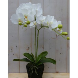 Orchidee phalaenopsis 2 Stiele 40 cm - Warentuin Mix