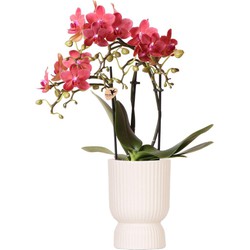 Kolibri Orchids | rode Phalaenopsis orchidee - Congo + Diabolo travertine - potmaat Ø9cm | bloeiende kamerplant - vers van de kweker