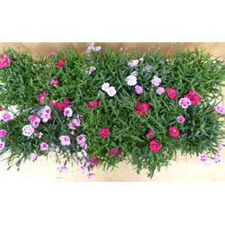 Anjer 10 potjes in tray kleur mix
