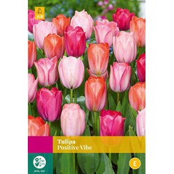 Tulipa Positive Vibe