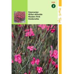 2 stuks - Dianthus Deltoides Erectus Karmijnrose - Hortitops