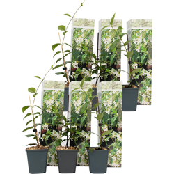 Toscaanse jasmijn - Set van 6 - Trachelospermum jasm. - Hoogte 25-40cm - ⌀9cm
