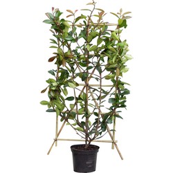 2 stuks! Photinia haagelement Photinia fraseri Red Robin 150 cm