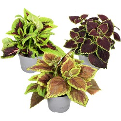 Coleus - Brandnetelplant - Mix van 3 - Pot 13cm - Hoogte 25-40cm