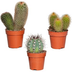 3x Cactus Mix – Succulent – Onderhoudsvriendelijk - ⌀8,5 cm –↕10-15 cm