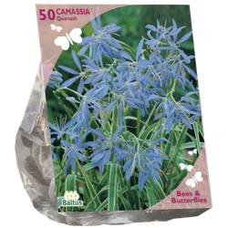 Bees & Butterflies Camassia quamash per 50 bloembollen