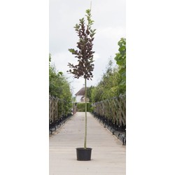 Vogelkers Canada red Prunus vir. Canada Red h 250 cm st. omtrek 8 cm