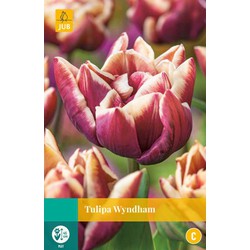 Tulipa Wyndham