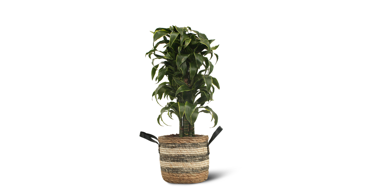 We Love Plants - Dracaena El Dorado + Mand Francien - 100 cm hoog - Grote kamerplant