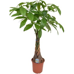 Pachira aquatica 'Geldboom' - Kamerplant - Pot 24cm - Hoogte 110-120cm