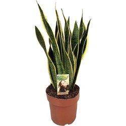 Sansevieria Laurentii - Vrouwentong - Pot 21cm - Hoogte 65-75cm