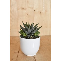 Haworthia in witte pot