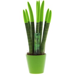 Sansevieria Cylindrica - Velvet Touchz - Hoogte 20-40cm - Pot 9cm