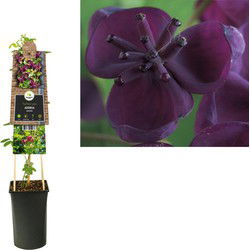 3 stuks - Klimplant Akebia quinata 75 cm