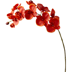 Kunstphalaenopsis orchidee stengel rood H100