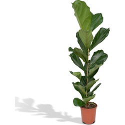 Hello Plants Ficus Lyrata Vioolbladplant - Ø 21 cm - 100 cm - Kamerplant Tabaksplant