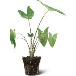 We Love Plants - Alocasia Zebrina - 75 cm hoog - Zebra Plant