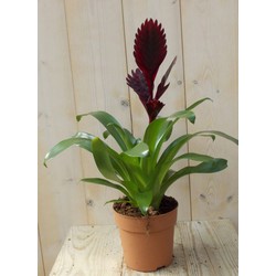 Bromelia donkerrood 30 cm