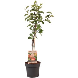 Malus domestica - Appelboom - Malus Elstar - Pot 21cm - Hoogte 90-100cm