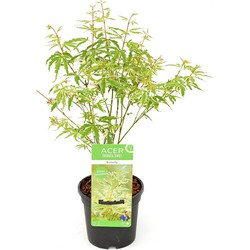 Hello Plants Acer Palmatum Butterfly Japanse Esdoorn - Struik, Sierheester - Ø 13 cm - Hoogte: 25 cm