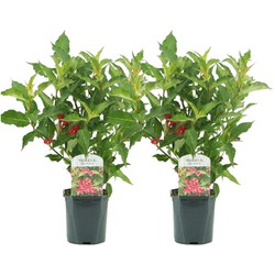 Weigela Red Prince - Set van 2 - Pot 17cm - Hoogte 25-40cm - struik/heester