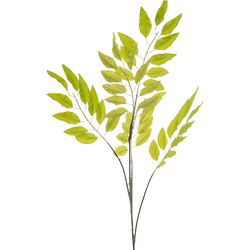 Pistacia chiensis lt green 114 cm Emerald