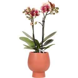 Kolibri Orchids | Geel rode phalaenopsis orchidee - Spain + Scandic sierpot terracotta - potmaat Ø9cm - 45cm hoog | bloeiende kamerplant - vers van de kweker