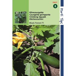 HT Courgette Black Forest F1 (klimmend)