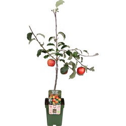 Hello Plants Malus Domestica Jonagold Appelboom - Fruitboom - Ø 23 cm - Hoogte: 100 cm