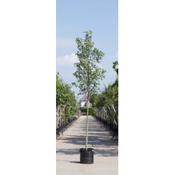 Amberboom worplesdon Liquidambar sty. Worplesdon h 350 cm st. omtrek 12 cm